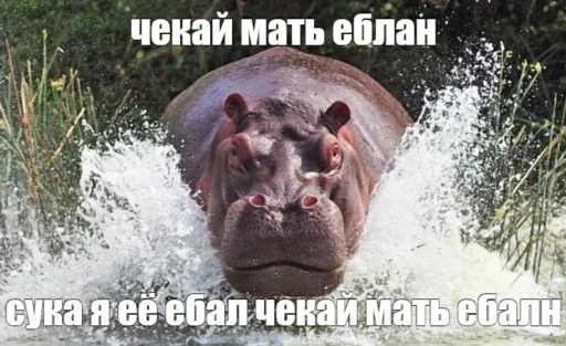 Стикер YobqSBF_by_stickers_stealer_bot - 1