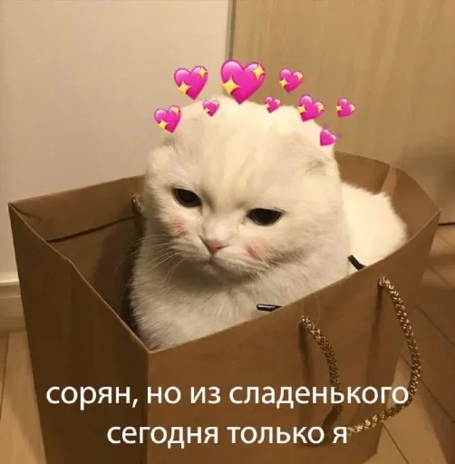 cat animal small to medium-sized cats