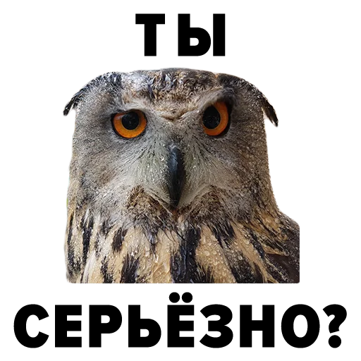 Зоодурдом - 