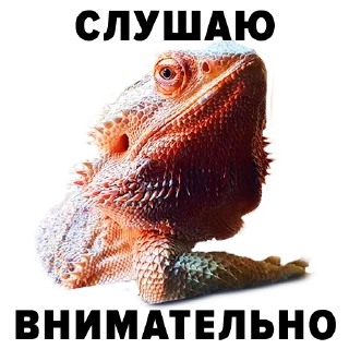 Sticker Зоодурдом - 5