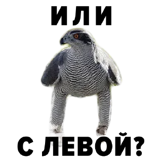 Sticker Зоодурдом - 2