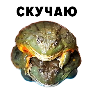 Sticker Зоодурдом - 3