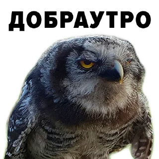 Sticker Зоодурдом - 4