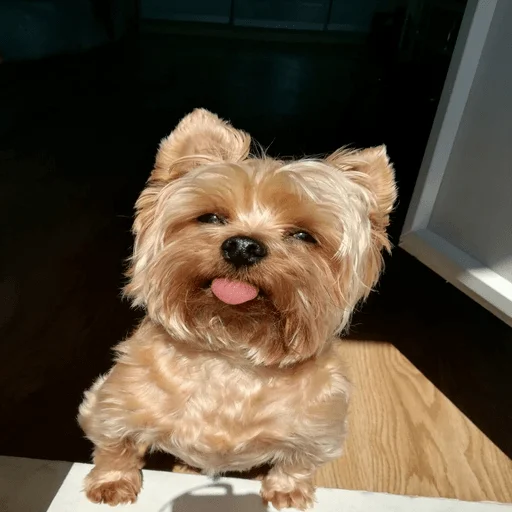 animal pet dog breed