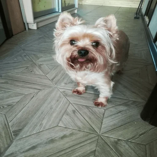 pet dog breed animal