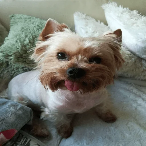 pet dog breed animal