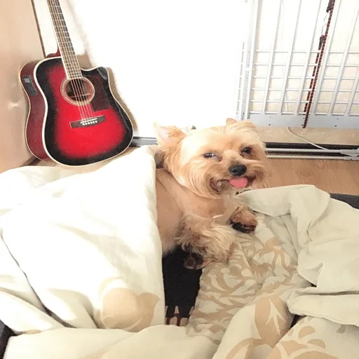 animal pet dog breed