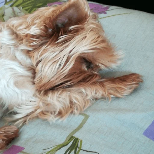 animal pet dog breed