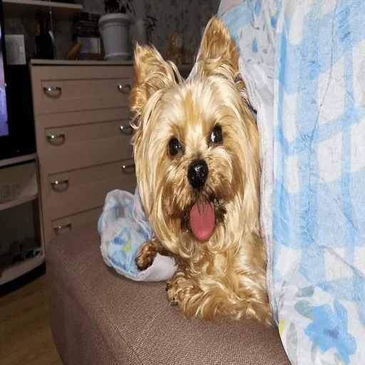 indoor pet dog breed