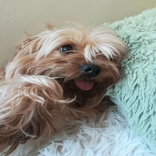 animal dog breed mammal