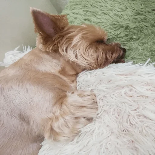 pet dog breed mammal