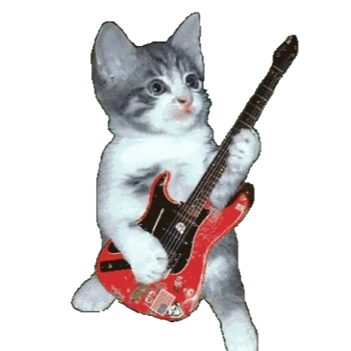 музыкальный инструмент кошки малого и среднего размера струнный инструмент