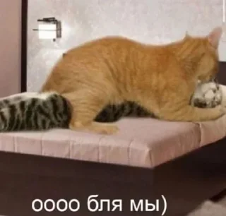 Стикер Больше стикеров: @sticerru - 2