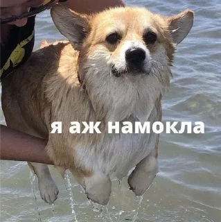 Стикер Больше стикеров: @sticerru - 5