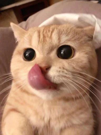 ٠ ꓚꓧ : @UcUcc . - 