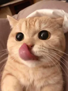 Sticker ٠ ꓚꓧ : @UcUcc . - 8