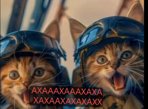 cat text small to medium-sized cats