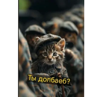 животное млекопитающее кошка