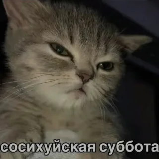 Sticker Коты какие-то - 3