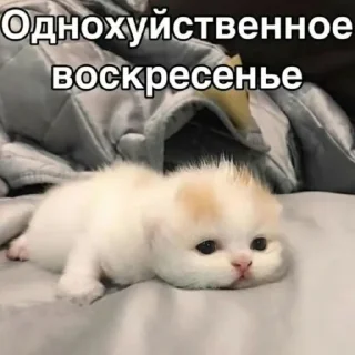 Sticker Коты какие-то - 0