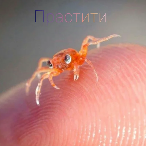 Sticker Паразиты - 9