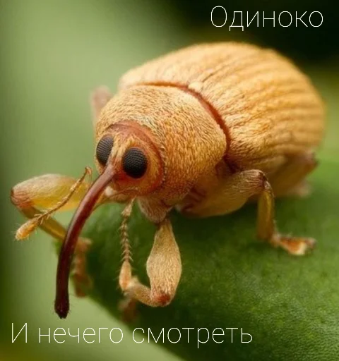 Sticker Паразиты - 7