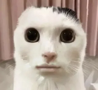 mammal animal small to medium-sized cats