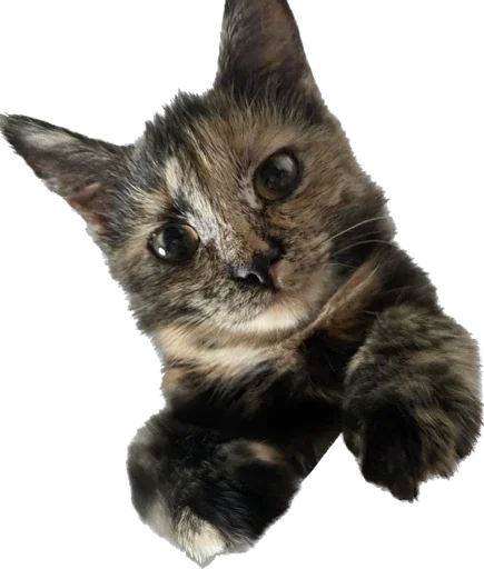 Sticker YungKittt - 1