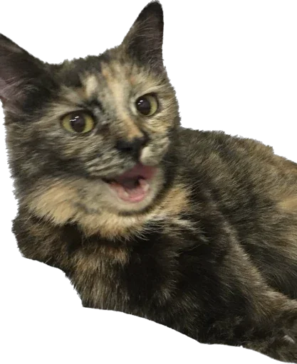 Sticker YungKittt - 1