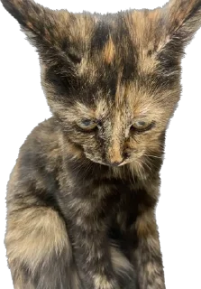 Стикер Hi, I’m Kitty - 9