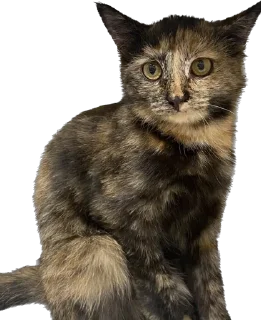 Стикер Hi, I’m Kitty - 3