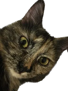 Стикер Hi, I’m Kitty - 7