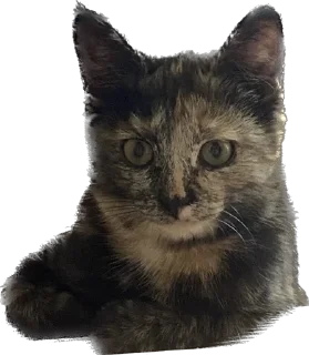 Стикер Hi, I’m Kitty - 8