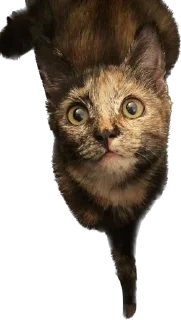 Стикер Hi, I’m Kitty - 2