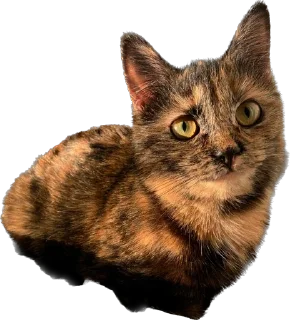 Стикер Hi, I’m Kitty - 1