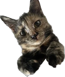 Стикер Hi, I’m Kitty - 5