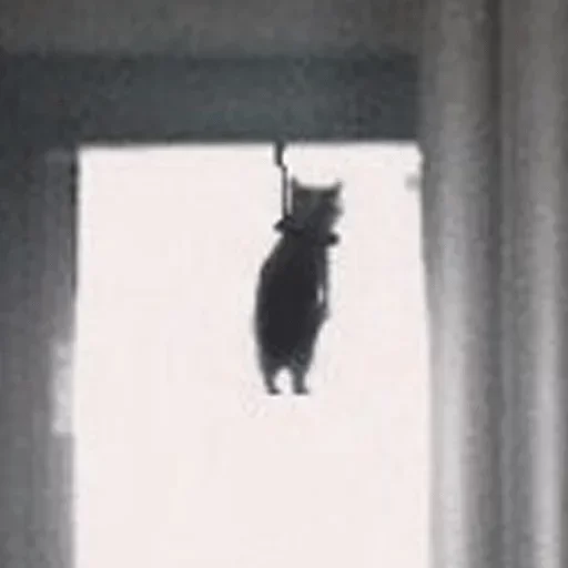 window mammal indoor