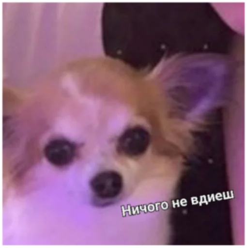 животное млекопитающее собака