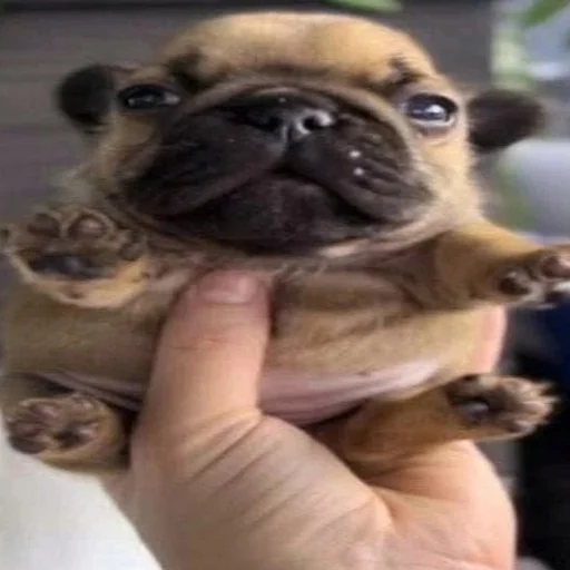 Стикер Yuppydoras - 1