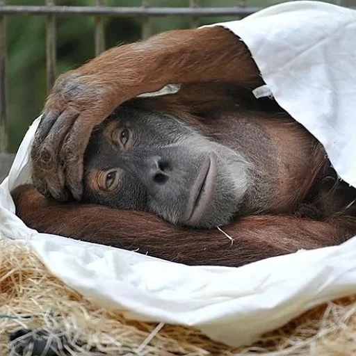 Sticker Yuppydoras - 1