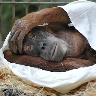 Стикер алабастер - 7