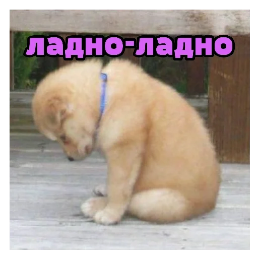 животное млекопитающее собака