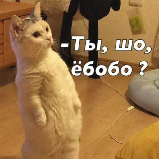 indoor small to medium-sized cats animal