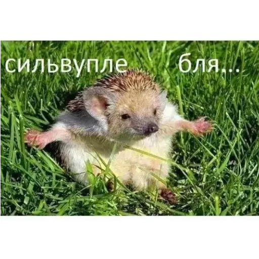 hedgehog animal grass