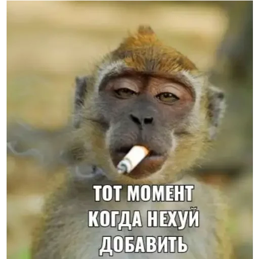 animal mammal primate