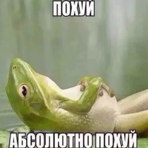 animal text amphibian