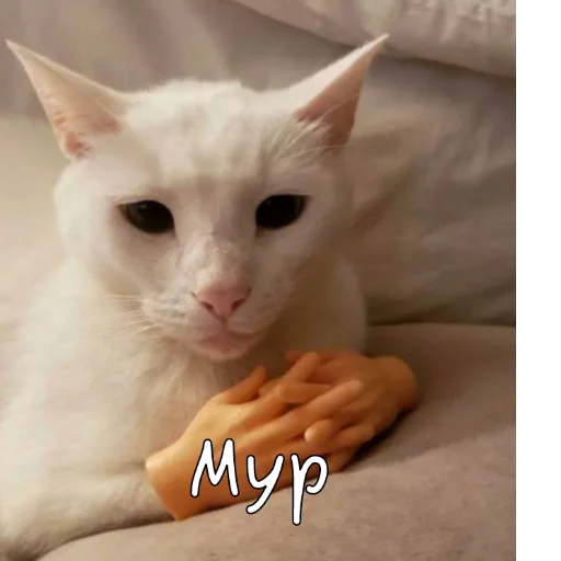 домашняя кошка кошки малого и среднего размера кошка