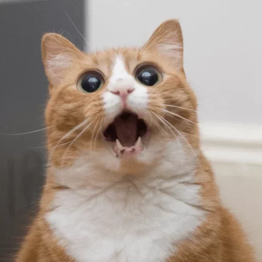 млекопитающее животное кошка