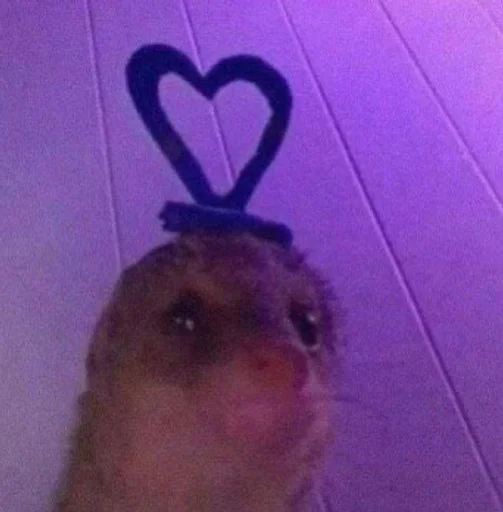 животное хомяк млекопитающее