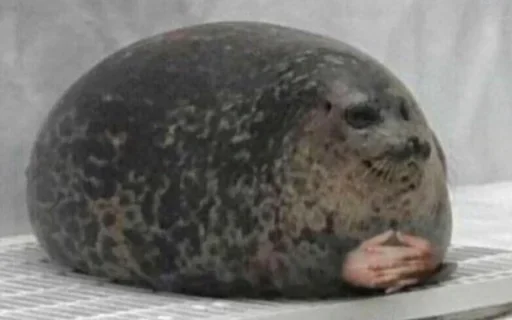 животное млекопитающее тюлень